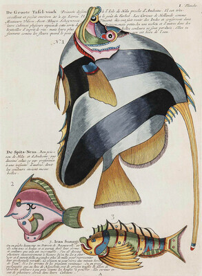 7622
<br/>
Icones rerum naturalium ou figures enlumintes d'histoire naturelle du nord.
<br/>
<em></em>